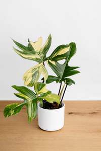 Philodendron Florida Beauty