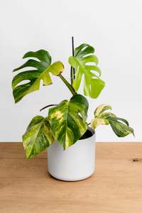 Monstera Aurea (1)
