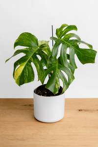 Monstera Aurea (2)