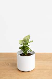 Mini Syngonium White
