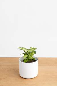 Plants: Mini Syngonium ‘Robusta’