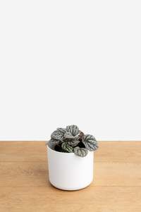 Mini Peperomia Burbella