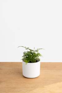 Mini Davallia Fern