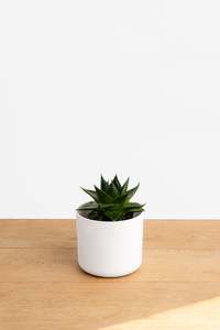 Mini Haworthia