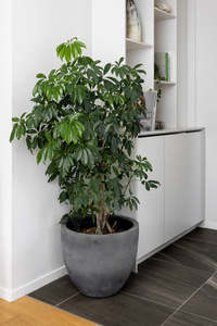 Schefflera Arboricola
