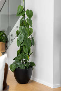 Plants: 'Heart Leaf' Philodendron