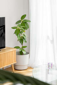 Ficus 'Audrey'
