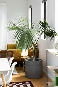 Kentia Palm
