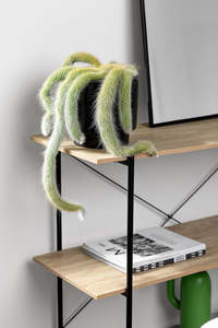 'Monkey Tail' Cactus