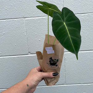 Plants Pots: Plant - Alocasia Fryderk