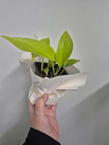 Plant - Neon Pothos