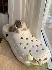 White Crocs Cat Bed - Joycat Boutique