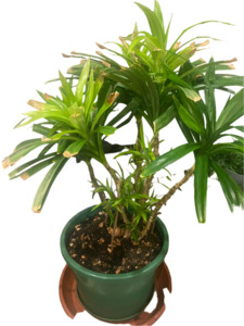 Pandan Plant (Large, Mature, Incredible!)