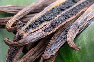 Other Edibles: Vanilla Cutting