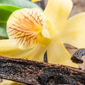 Vanilla Plant