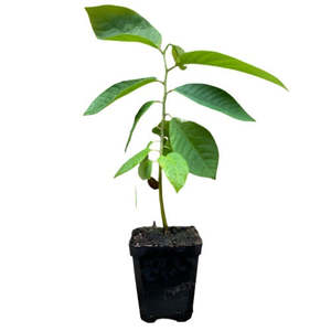 Cherimoya 'Bronceada'