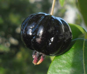 Tropical Fruits: Surinam Cherry 'Zill Dark' Seedling