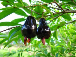 Tropical Fruits: Cherry of Rio Grande (Black) Seedling