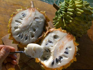 Tropical Fruits: Rollinia Seedling