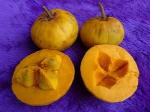 Ross Sapote, Canistel Seedling
