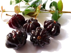 Tropical Fruits: Surinam Cherry 'Giant Dark Red' Seedling