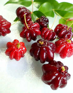 Tropical Fruits: Surinam Cherry 'Giant Red' Seedling