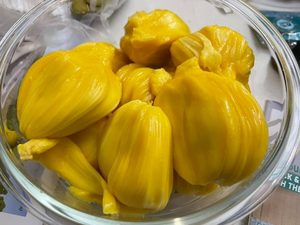 Tropical Fruits: Jackfruit 'Gold Nugget' Seedling (Medium)