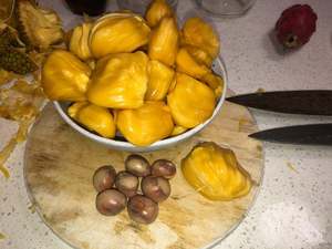 Jackfruit 'Black Gold' Seedling (Medium)