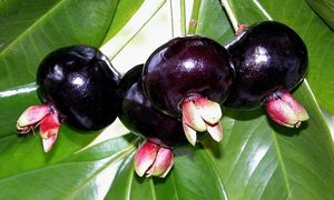 Tropical Fruits: Grumichama Seedling