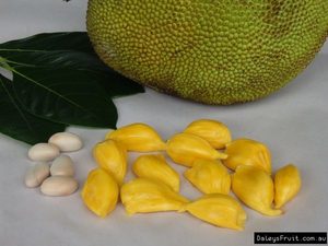 Jackfruit 'Kyogle Gold' Seedling