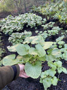 Japanese Wasabi
