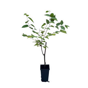 Japanese Raisin Tree