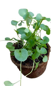 Gotu Kola