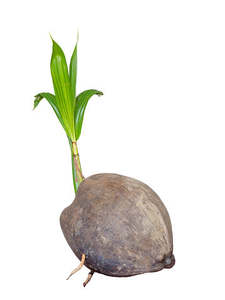 Cocos nucifera | Newly Sprouted Coconut