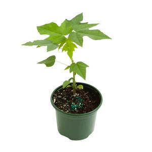Mountain Paw Paw