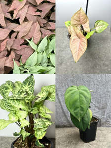 The Syngonium Power Pack