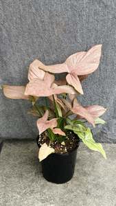 Syngonium: Syngonium Podophyllum Pink Arrow