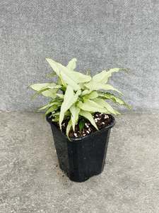 Syngonium Podophyllum Silver Fox