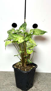 Syngonium podophyllum 'Batik' (Variegated)