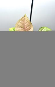 Syngonium Podophyllum Pink Freckles