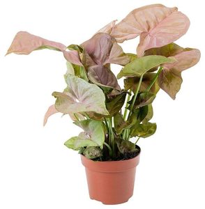 Syngonium 'Red Heart'