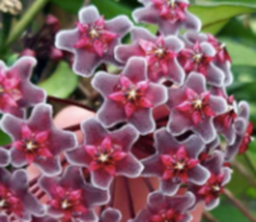 Hoya: Hoya 'Red Buttons' in Hanging Basket
