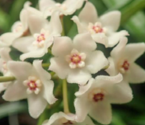 Hoya: Hoya shepherdii