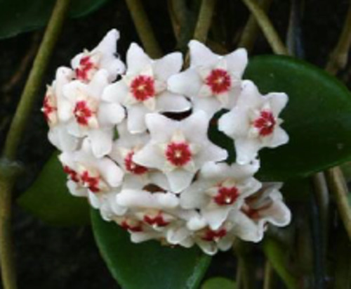 Hoya: Hoya 'Powder Puff'