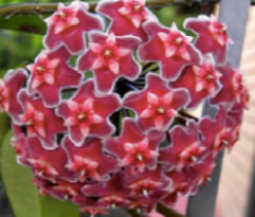 Hoya: Hoya 'Pink Silver'