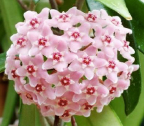 Hoya: Hoya 'Mini Belle'