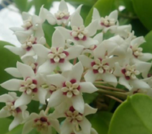 Hoya: Hoya keysii