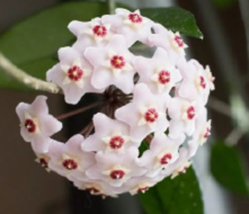 Hoya carnosa
