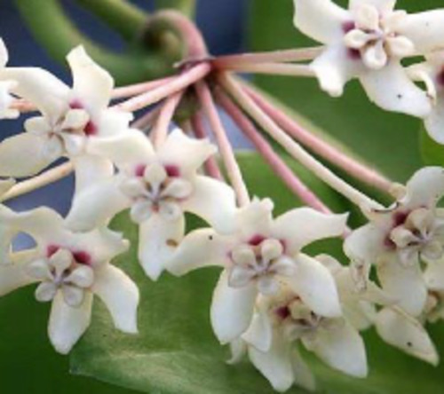Hoya: Hoya australis