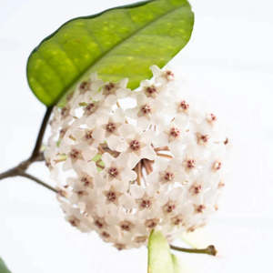 Hoya: Hoya fungii
